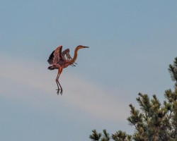 Blue heron Photo: Ross Lanius