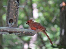 28_cardinal_feeder_august.jpg