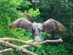 Cormorant Photo: Richard Philben