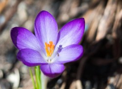 28_crocus_12.jpg