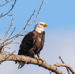 Eagle Photo: Ross Lanius