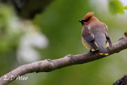 Cedar Waxwing Photo: Eric D'Aleo