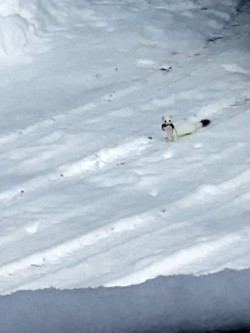 Forest predator Photo: Rob Reiber