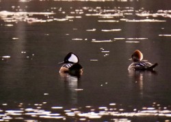 Mergansers Photo: Karinne Heise