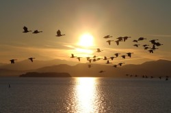 Geese Photo: Leif Tillotson