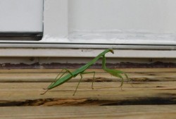 Praying mantis Photo: Bonnie Honaberger