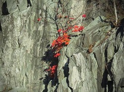 28_red_maple_on_rock_ledge.jpg