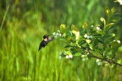 Hummingbird Photo: Cindy Morin
