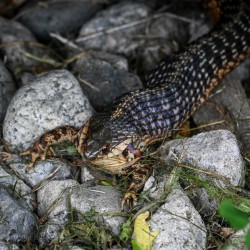 Snake snack Photo: Sandy Miklas Dannis
