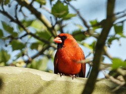 Male cardinal Photo: Richard Philben