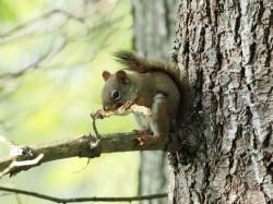 Red squirrel Photo: Carol Roede