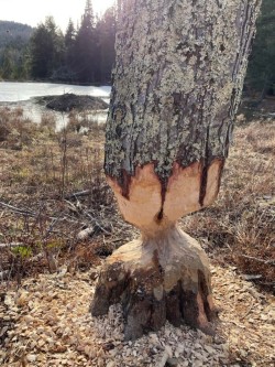 Beaver work Photo: Pennie Rand