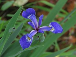 Blue flag iris Photo: Charlie Schwarz