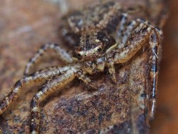 Crab spider Photo: Charlie Schwarz
