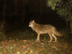 Eastern coyote Photo: Charlie Schwarz