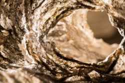 Hornet Nest Photo: Tig Tillinghast