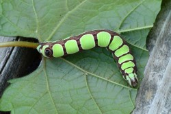 Abbotts Sphinx Moth Caterpillar Photo: Ken Hatch
