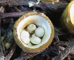 2_birdsnest_fungus.jpg