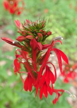 2_cardinal_flower-spring_pond.jpg