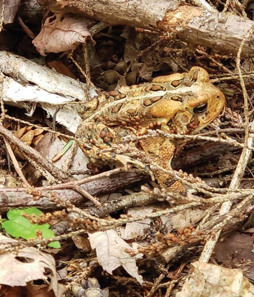 American Toad