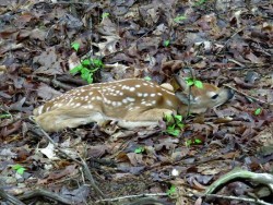 White Tail Fawn Photo: Charlie Schwarz
