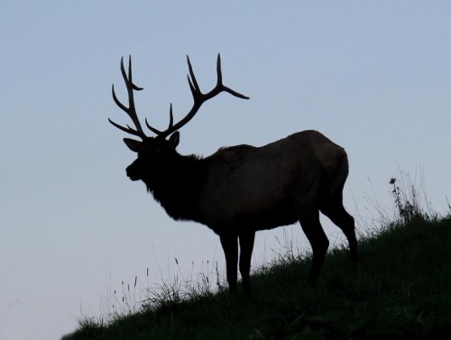 Elk