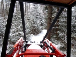 Fir Forest Photo: Gordon Gould