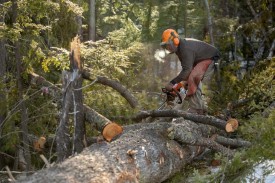 Forest pine thumbnail