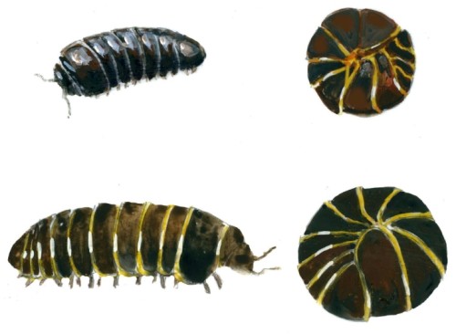 Isopods