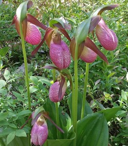 2_lady_slippers_may.jpg