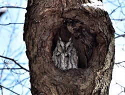 2_screech_owl_by_sue_march.jpg