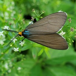 Virginia Moth Photo: Krista Meyerhoff