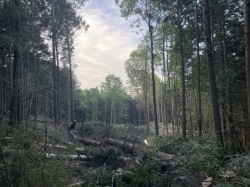 Hemlock logging Photo: Alex Barrett