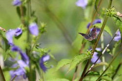 Gray hairstreak butterfly Photo: Jack Saul