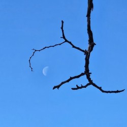 3-coffin-moon-tree.jpg Photo: Tammis Coffin