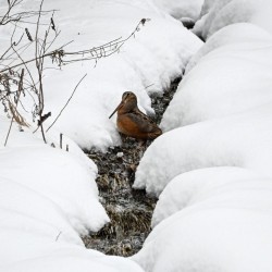 American woodcock Photo: Sandy Dannis