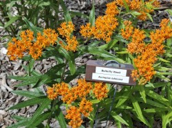 Butterfly weed Photo: Emily S. Rowe