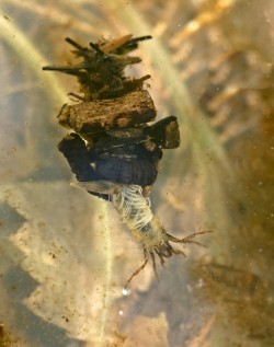 caddisfly larvae Photo: Jackie Robidoux