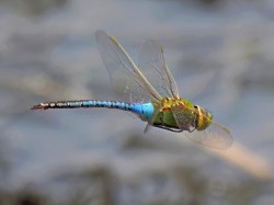 Common green darner Photo: Charlie Schwarz