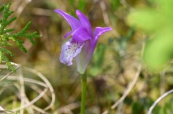 Arethusa Photo: Liz Thompson