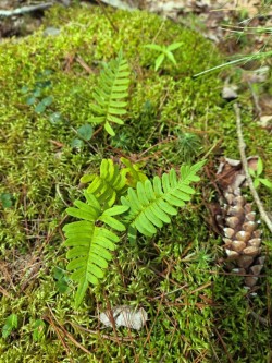 Rock polypody Photo: Stephen Fox