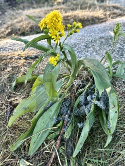 Otter spraint Photo: Kirk T. Gentalen