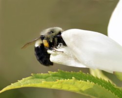 Turtlehead Photo: Sheri Larsen