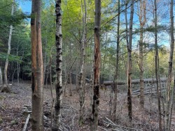 Scrape maple Photo: Mike Parker