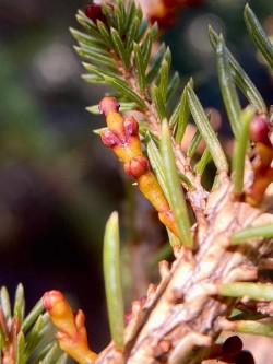 Dwarf mistletoe Photo: Kirk T. Gentalen