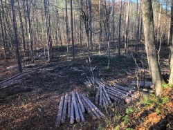 Red Pine Photo: Andrew Sheere