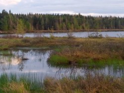 Lows lake bog Photo: John W. Blaser