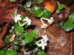 Partridge berry flowers Photo: Nate Rosebrooks