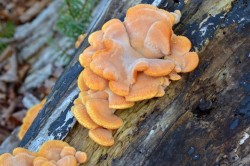 Fungi Photo: Judy Sweet