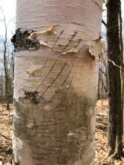 Bear claw Photo: Thomas Wansleben
